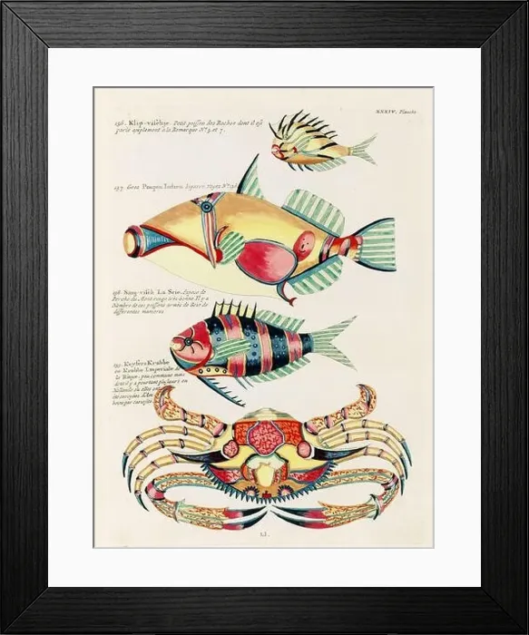 Framed Print : Vintage Colorful Fishes and Crabs illustration. 1750 Amsterdam's Antique Illustration of Colorful Fishes and Crabs Framed Print : Vintage Colorful Fishes and Crabs illustration. 1750 Amsterdam's Antique Illustration of Colorful Fishes and Crabs