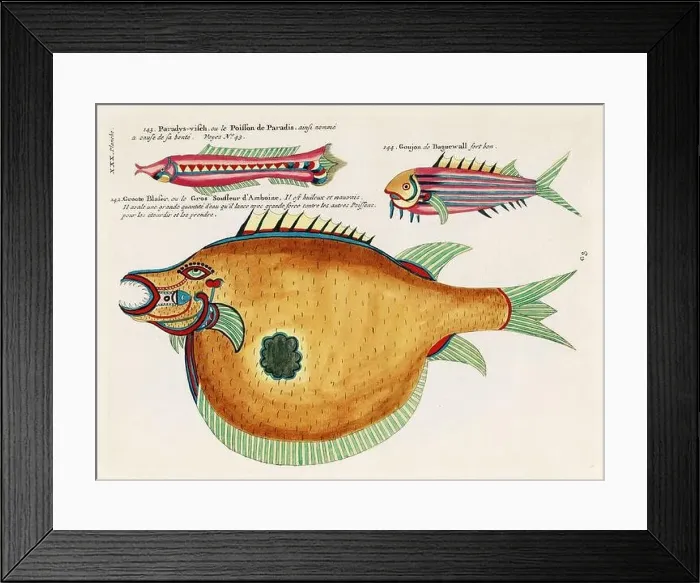 Framed Print : Vintage Colorful Fishes illustration. 1750 Amsterdam's Antique Illustration of Colorful Fishes Framed Print : Vintage Colorful Fishes illustration. 1750 Amsterdam's Antique Illustration of Colorful Fishes