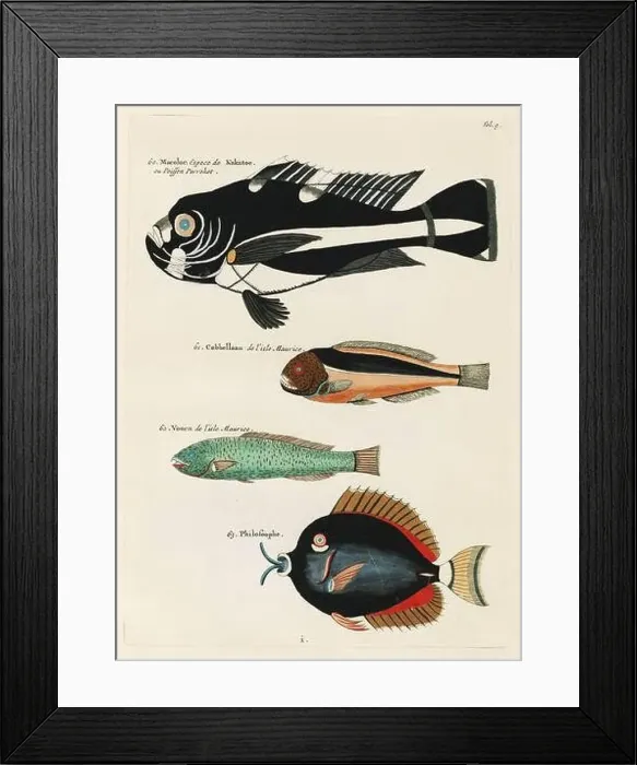Framed Print : Vintage Colorful Fishes illustration. 1750 Amsterdam's Antique Illustration of Colorful Fishes Framed Print : Vintage Colorful Fishes illustration. 1750 Amsterdam's Antique Illustration of Colorful Fishes