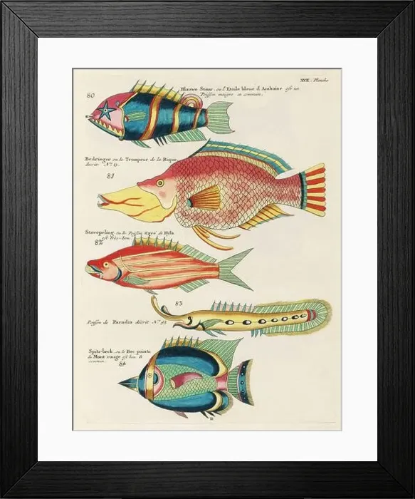 Framed Print : Vintage Colorful Fishes illustration. 1750 Amsterdam's Antique Illustration of Colorful Fishes Framed Print : Vintage Colorful Fishes illustration. 1750 Amsterdam's Antique Illustration of Colorful Fishes