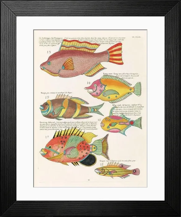 Framed Print : Vintage Colorful Fishes illustration. 1750 Amsterdam's Antique Illustration of Colorful Fishes Framed Print : Vintage Colorful Fishes illustration. 1750 Amsterdam's Antique Illustration of Colorful Fishes