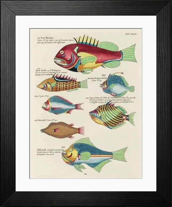 Framed Print : Vintage Colorful Fishes illustration. 1750 Amsterdam's Antique Illustration of Colorful Fishes Framed Print : Vintage Colorful Fishes illustration. 1750 Amsterdam's Antique Illustration of Colorful Fishes
