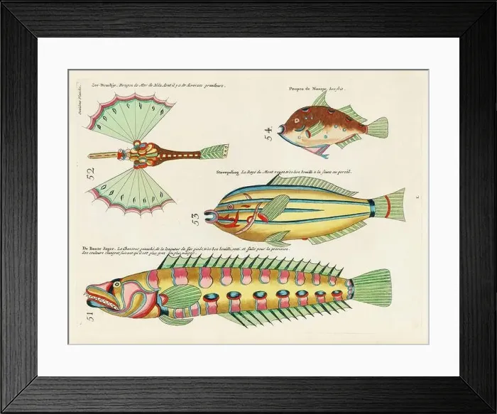 Framed Print : Vintage Colorful Fishes illustration. 1750 Amsterdam's Antique Illustration of Colorful Fishes Framed Print : Vintage Colorful Fishes illustration. 1750 Amsterdam's Antique Illustration of Colorful Fishes