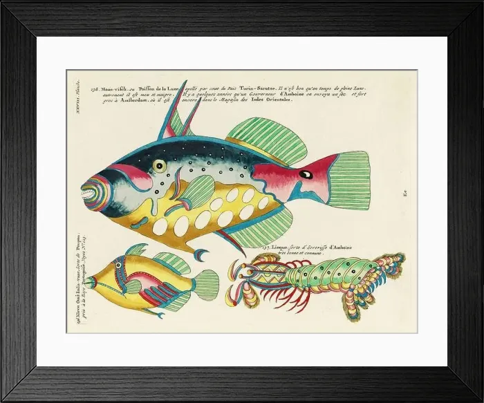 Framed Print : Vintage Colorful Fishes illustration. 1750 Amsterdam's Antique Illustration of Colorful Fishes Framed Print : Vintage Colorful Fishes illustration. 1750 Amsterdam's Antique Illustration of Colorful Fishes