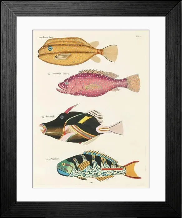 Framed Print : Vintage Colorful Fishes illustration. 1750 Amsterdam's Antique Illustration of Colorful Fishes Framed Print : Vintage Colorful Fishes illustration. 1750 Amsterdam's Antique Illustration of Colorful Fishes