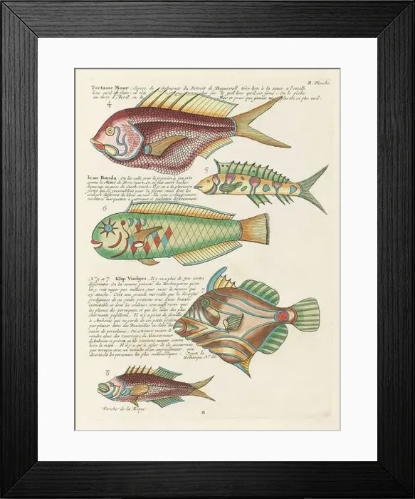Framed Print : Vintage Colorful Fishes illustration. 1750 Amsterdam's Antique Illustration of Colorful Fishes Framed Print : Vintage Colorful Fishes illustration. 1750 Amsterdam's Antique Illustration of Colorful Fishes