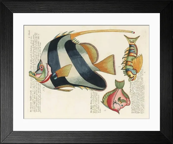Framed Print : Vintage Colorful Fishes illustration. 1750 Amsterdam's Antique Illustration of Colorful Fishes Framed Print : Vintage Colorful Fishes illustration. 1750 Amsterdam's Antique Illustration of Colorful Fishes