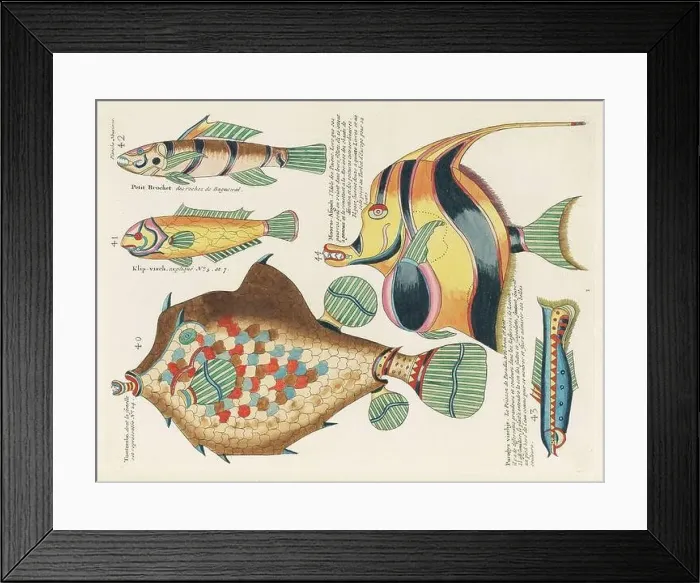 Framed Print : Vintage Colorful Fishes illustration. 1750 Amsterdam's Antique Illustration of Colorful Fishes Framed Print : Vintage Colorful Fishes illustration. 1750 Amsterdam's Antique Illustration of Colorful Fishes