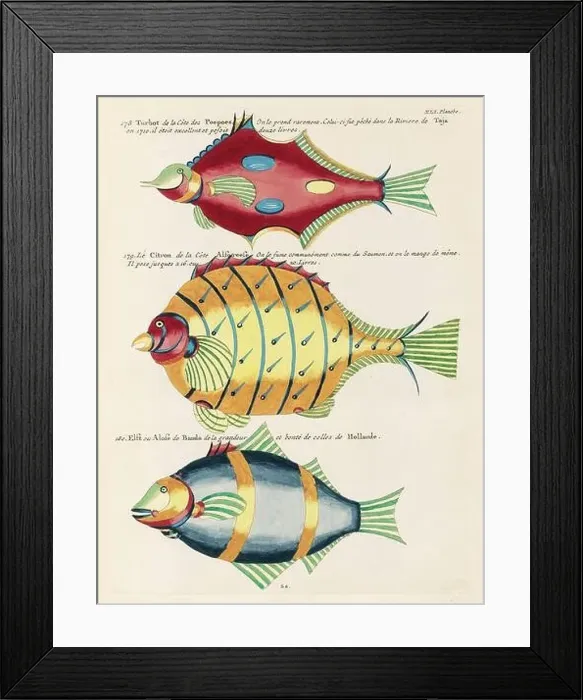 Framed Print : Vintage Colorful Fishes illustration. 1750 Amsterdam's Antique Illustration of Colorful Fishes Framed Print : Vintage Colorful Fishes illustration. 1750 Amsterdam's Antique Illustration of Colorful Fishes