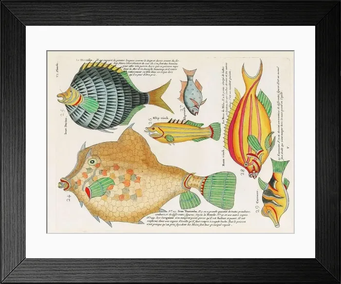 Framed Print : Vintage Colorful Fishes illustration. 1750 Amsterdam's Antique Illustration of Colorful Fishes Framed Print : Vintage Colorful Fishes illustration. 1750 Amsterdam's Antique Illustration of Colorful Fishes
