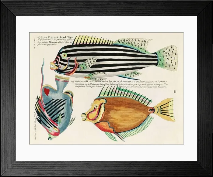 Framed Print : Vintage Colorful Fishes illustration. 1750 Amsterdam's Antique Illustration of Colorful Fishes Framed Print : Vintage Colorful Fishes illustration. 1750 Amsterdam's Antique Illustration of Colorful Fishes