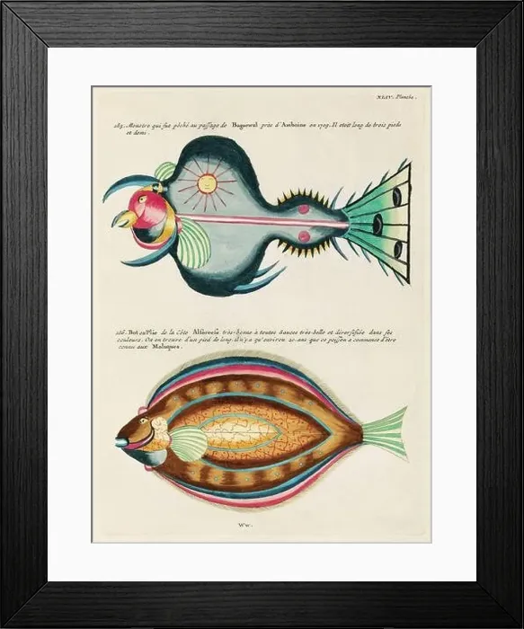 Framed Print : Vintage Colorful Fishes illustration. 1750 Amsterdam's Antique Illustration of Colorful Fishes Framed Print : Vintage Colorful Fishes illustration. 1750 Amsterdam's Antique Illustration of Colorful Fishes