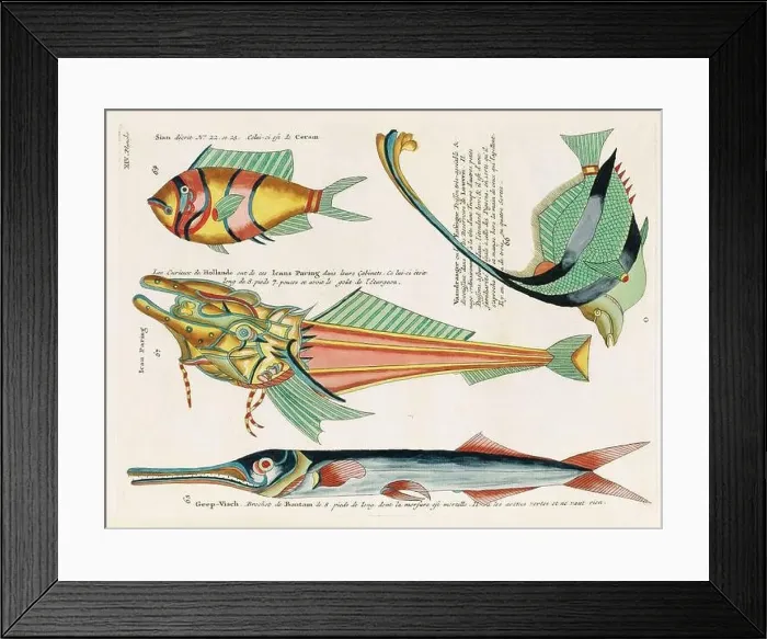 Framed Print : Vintage Colorful Fishes illustration. 1750 Amsterdam's Antique Illustration of Colorful Fishes Framed Print : Vintage Colorful Fishes illustration. 1750 Amsterdam's Antique Illustration of Colorful Fishes