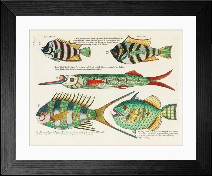 Framed Print : Vintage Colorful Fishes illustration. 1750 Amsterdam's Antique Illustration of Colorful Fishes Framed Print : Vintage Colorful Fishes illustration. 1750 Amsterdam's Antique Illustration of Colorful Fishes