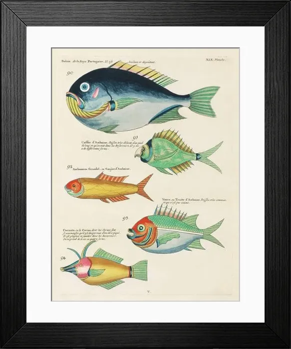 Framed Print : Vintage Colorful Fishes illustration. 1750 Amsterdam's Antique Illustration of Colorful Fishes Framed Print : Vintage Colorful Fishes illustration. 1750 Amsterdam's Antique Illustration of Colorful Fishes