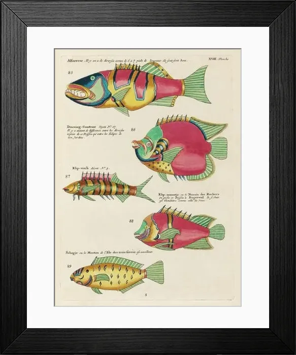 Framed Print : Vintage Colorful Fishes illustration. 1750 Amsterdam's Antique Illustration of Colorful Fishes Framed Print : Vintage Colorful Fishes illustration. 1750 Amsterdam's Antique Illustration of Colorful Fishes