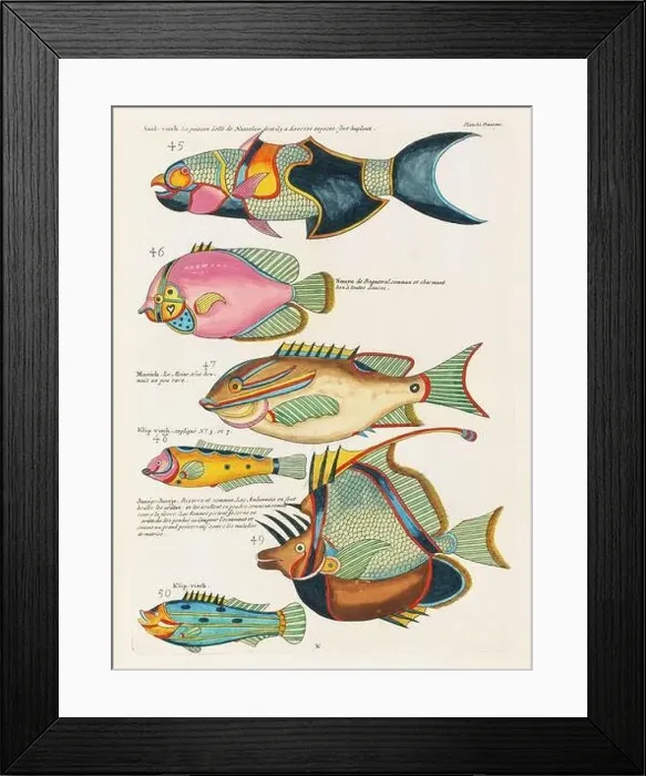 Framed Print : Vintage Colorful Fishes illustration. 1750 Amsterdam's Antique Illustration of Colorful Fishes Framed Print : Vintage Colorful Fishes illustration. 1750 Amsterdam's Antique Illustration of Colorful Fishes