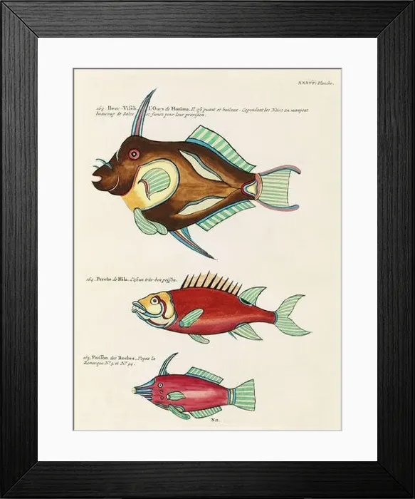 Framed Print : Vintage Colorful Fishes illustration. 1750 Amsterdam's Antique Illustration of Colorful Fishes Framed Print : Vintage Colorful Fishes illustration. 1750 Amsterdam's Antique Illustration of Colorful Fishes