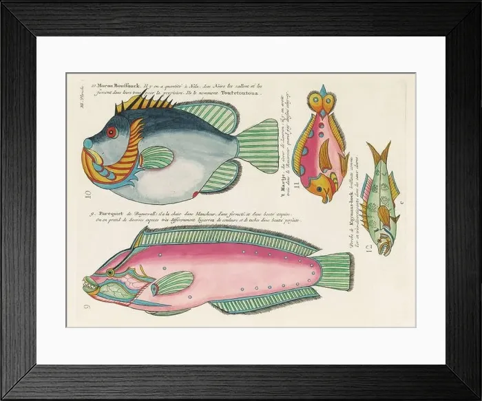 Framed Print : Vintage Colorful Fishes illustration. 1750 Amsterdam's Antique Illustration of Colorful Fishes Framed Print : Vintage Colorful Fishes illustration. 1750 Amsterdam's Antique Illustration of Colorful Fishes