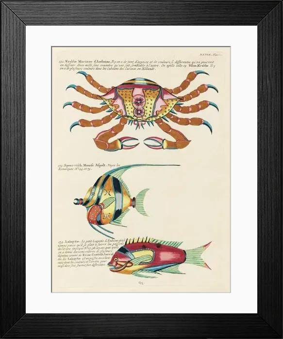 Framed Print : Vintage Colorful Fishes and Crabs illustration. 1750 Amsterdam's Antique Illustration of Colorful Fishes and Crabs Framed Print : Vintage Colorful Fishes and Crabs illustration. 1750 Amsterdam's Antique Illustration of Colorful Fishes and Crabs