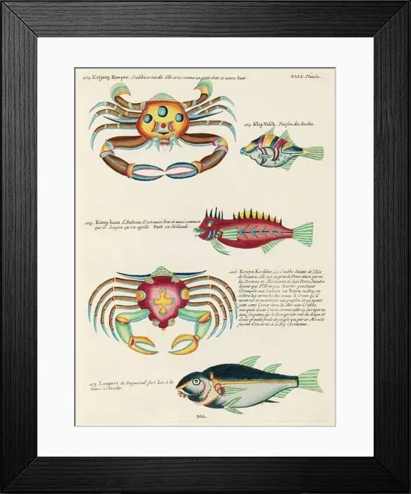 Framed Print : Vintage Colorful Fishes and Crabs illustration. 1750 Amsterdam's Antique Illustration of Colorful Fishes and Crabs Framed Print : Vintage Colorful Fishes and Crabs illustration. 1750 Amsterdam's Antique Illustration of Colorful Fishes and Crabs