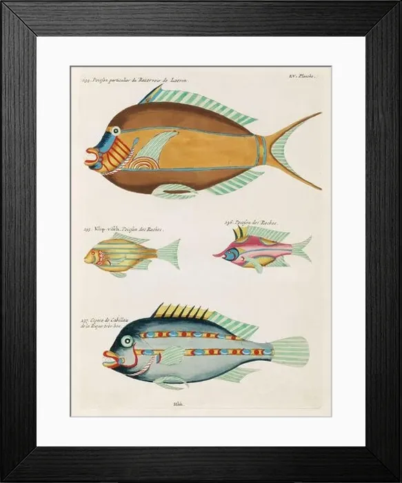 Framed Print : Vintage Colorful Fishes illustration. 1750 Amsterdam's Antique Illustration of Colorful Fishes Framed Print : Vintage Colorful Fishes illustration. 1750 Amsterdam's Antique Illustration of Colorful Fishes