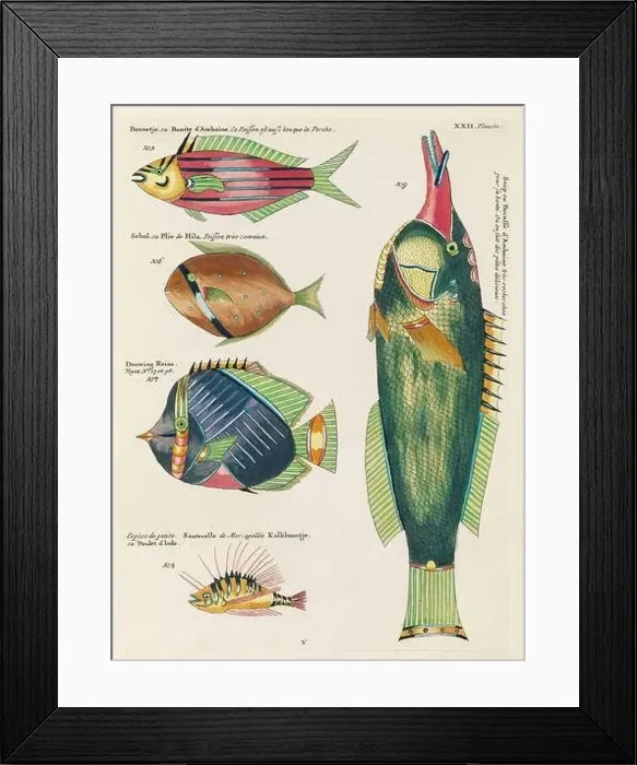 Framed Print : Vintage Colorful Fishes illustration. 1750 Amsterdam's Antique Illustration of Colorful Fishes Framed Print : Vintage Colorful Fishes illustration. 1750 Amsterdam's Antique Illustration of Colorful Fishes