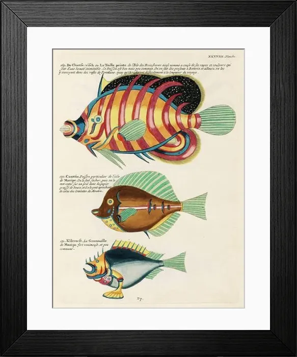 Framed Print : Vintage Colorful Fishes illustration. 1750 Amsterdam's Antique Illustration of Colorful Fishes Framed Print : Vintage Colorful Fishes illustration. 1750 Amsterdam's Antique Illustration of Colorful Fishes