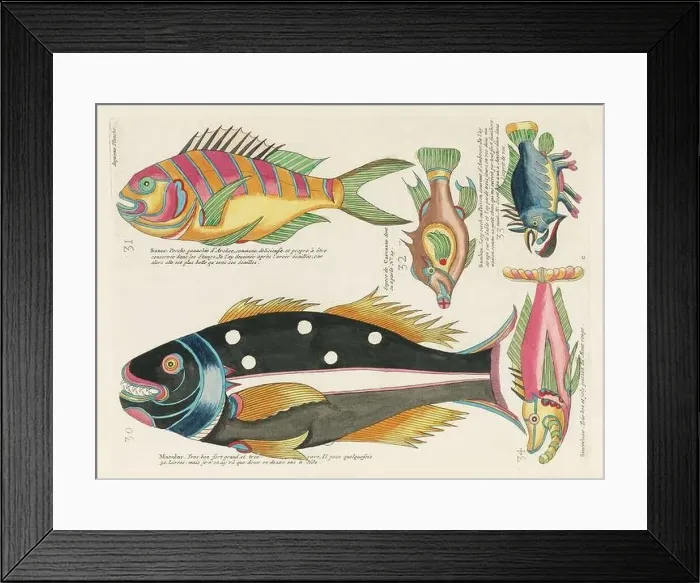 Framed Print : Vintage Colorful Fishes illustration. 1750 Amsterdam's Antique Illustration of Colorful Fishes Framed Print : Vintage Colorful Fishes illustration. 1750 Amsterdam's Antique Illustration of Colorful Fishes