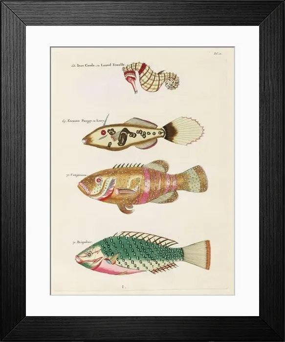 Framed Print : Vintage Colorful Fishes illustration. 1750 Amsterdam's Antique Illustration of Colorful Fishes Framed Print : Vintage Colorful Fishes illustration. 1750 Amsterdam's Antique Illustration of Colorful Fishes