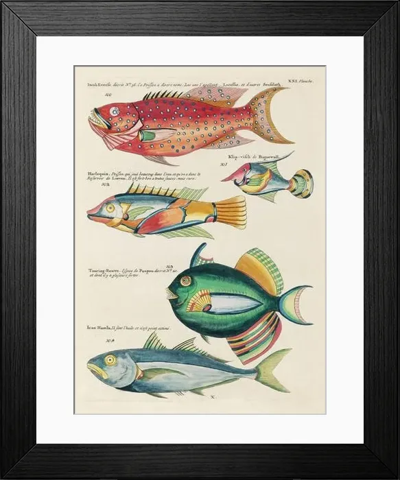 Framed Print : Vintage Colorful Fishes illustration. 1750 Amsterdam's Antique Illustration of Colorful Fishes Framed Print : Vintage Colorful Fishes illustration. 1750 Amsterdam's Antique Illustration of Colorful Fishes