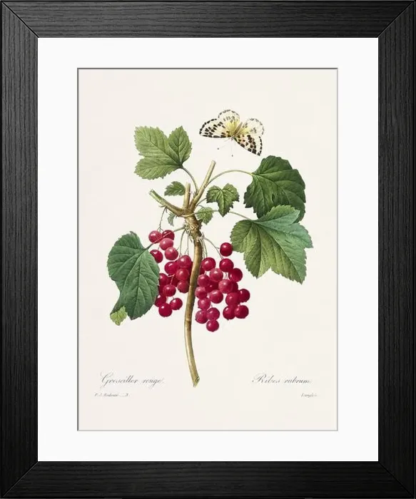 Framed Print : Vintage flower illustration. 19th Century French Floral Plate by Pierre Joseph Redouté Framed Print : Vintage flower illustration. 19th Century French Floral Plate by Pierre Joseph Redouté
