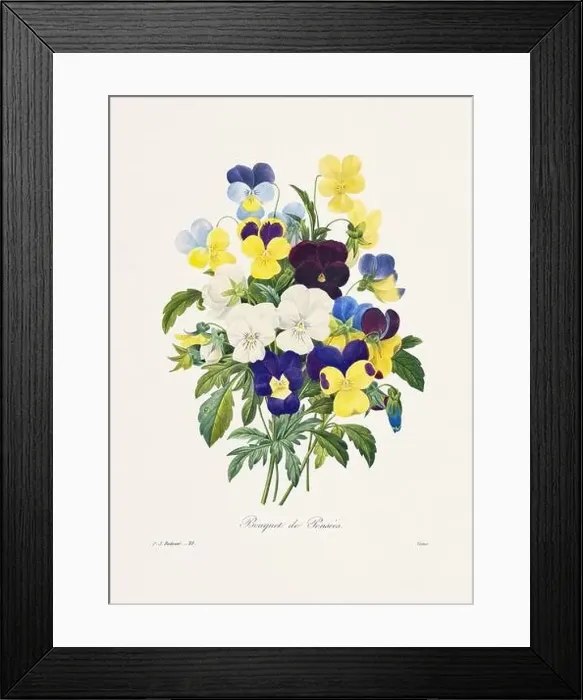 Framed Print : Vintage flower illustration. 19th Century French Floral Plate by Pierre Joseph Redouté Framed Print : Vintage flower illustration. 19th Century French Floral Plate by Pierre Joseph Redouté