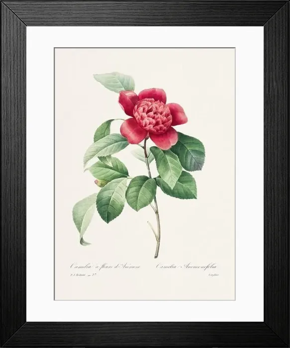 Framed Print : Vintage flower illustration. 19th Century French Floral Plate by Pierre Joseph Redouté Framed Print : Vintage flower illustration. 19th Century French Floral Plate by Pierre Joseph Redouté
