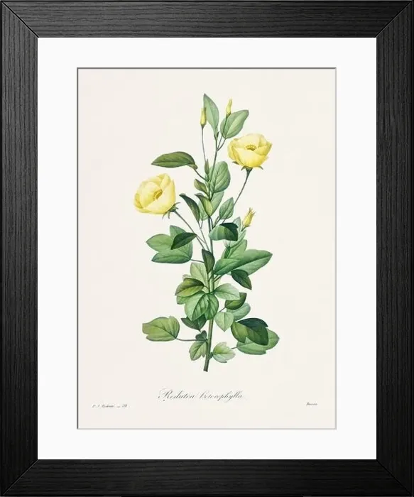 Framed Print : Vintage flower illustration. 19th Century French Floral Plate by Pierre Joseph Redouté Framed Print : Vintage flower illustration. 19th Century French Floral Plate by Pierre Joseph Redouté