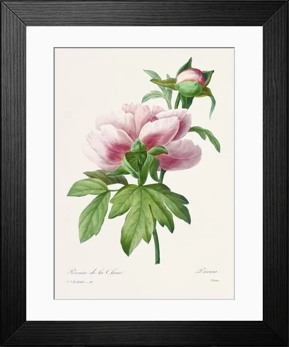 Framed Print : Vintage flower illustration. 19th Century French Floral Plate by Pierre Joseph Redouté Framed Print : Vintage flower illustration. 19th Century French Floral Plate by Pierre Joseph Redouté