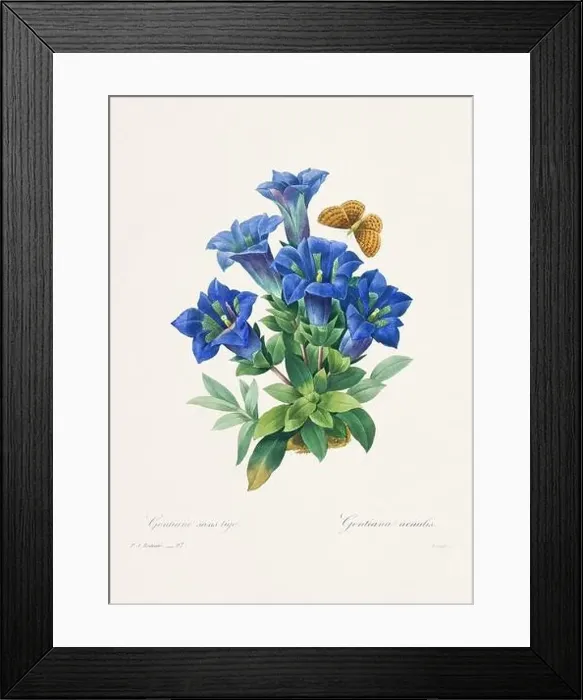 Framed Print : Vintage flower illustration. 19th Century French Floral Plate by Pierre Joseph Redouté Framed Print : Vintage flower illustration. 19th Century French Floral Plate by Pierre Joseph Redouté