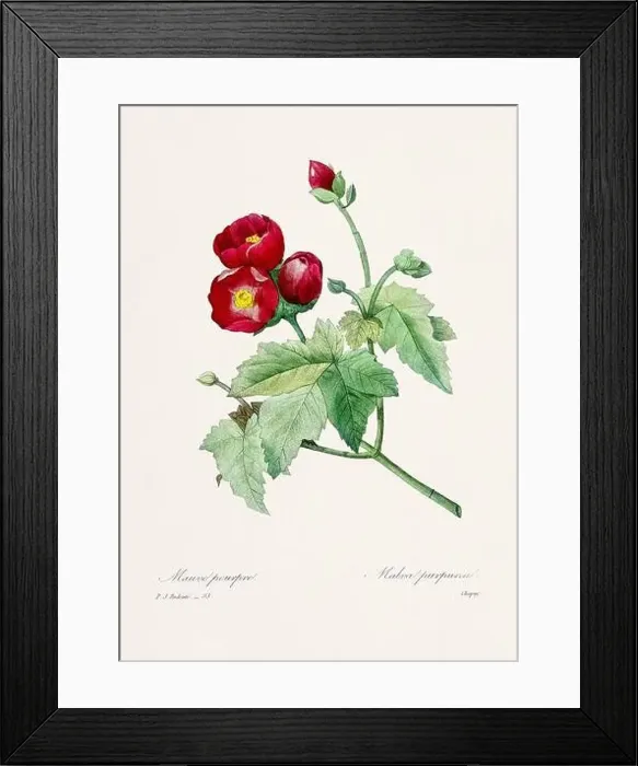 Framed Print : Vintage flower illustration. 19th Century French Floral Plate by Pierre Joseph Redouté