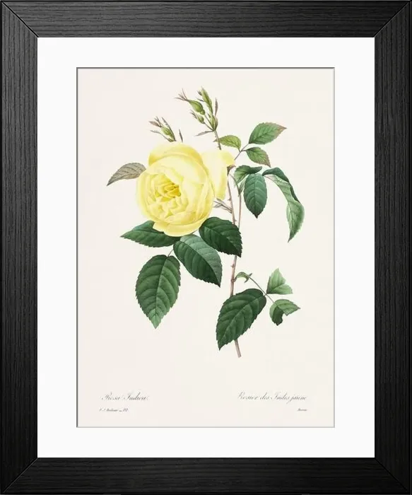 Framed Print : Vintage flower illustration. 19th Century French Floral Plate by Pierre Joseph Redouté Framed Print : Vintage flower illustration. 19th Century French Floral Plate by Pierre Joseph Redouté