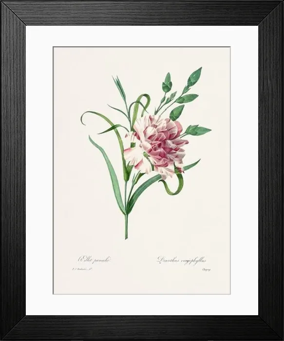 Framed Print : Vintage flower illustration. 19th Century French Floral Plate by Pierre Joseph Redouté Framed Print : Vintage flower illustration. 19th Century French Floral Plate by Pierre Joseph Redouté