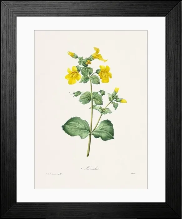 Framed Print : Vintage flower illustration. 19th Century French Floral Plate by Pierre Joseph Redouté Framed Print : Vintage flower illustration. 19th Century French Floral Plate by Pierre Joseph Redouté