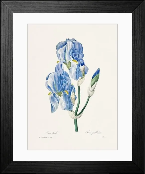 Framed Print : Vintage flower illustration. 19th Century French Floral Plate by Pierre Joseph Redouté Framed Print : Vintage flower illustration. 19th Century French Floral Plate by Pierre Joseph Redouté