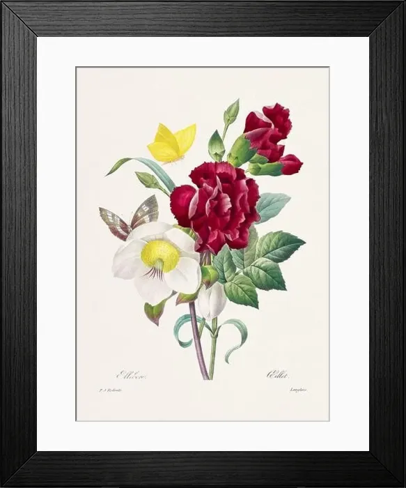 Framed Print : Vintage flower illustration. 19th Century French Floral Plate by Pierre Joseph Redouté Framed Print : Vintage flower illustration. 19th Century French Floral Plate by Pierre Joseph Redouté