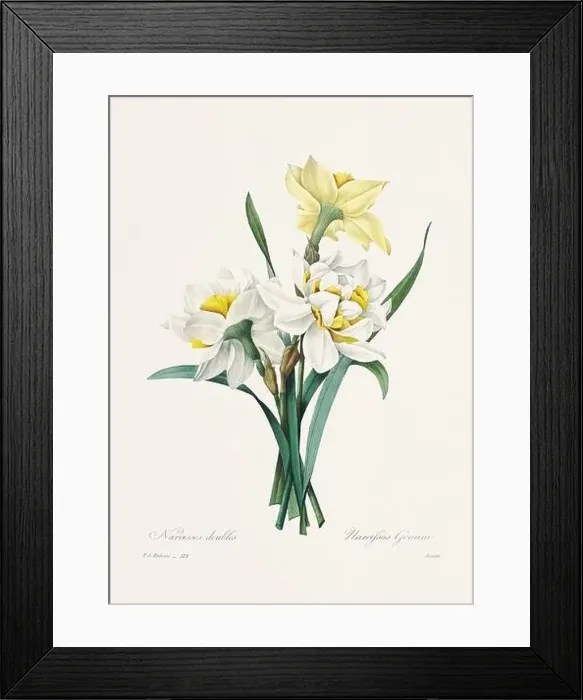 Framed Print : Vintage flower illustration. 19th Century French Floral Plate by Pierre Joseph Redouté Framed Print : Vintage flower illustration. 19th Century French Floral Plate by Pierre Joseph Redouté