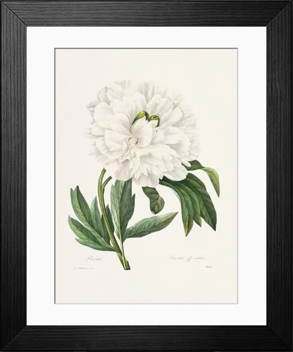 Framed Print : Vintage flower illustration. 19th Century French Floral Plate by Pierre Joseph Redouté Framed Print : Vintage flower illustration. 19th Century French Floral Plate by Pierre Joseph Redouté