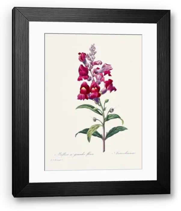 Framed Print : Vintage flower illustration. 19th Century French Floral Plate by Pierre Joseph Redouté Framed Print : Vintage flower illustration. 19th Century French Floral Plate by Pierre Joseph Redouté
