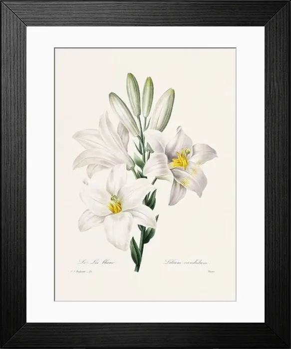 Framed Print : Vintage flower illustration. 19th Century French Floral Plate by Pierre Joseph Redouté Framed Print : Vintage flower illustration. 19th Century French Floral Plate by Pierre Joseph Redouté