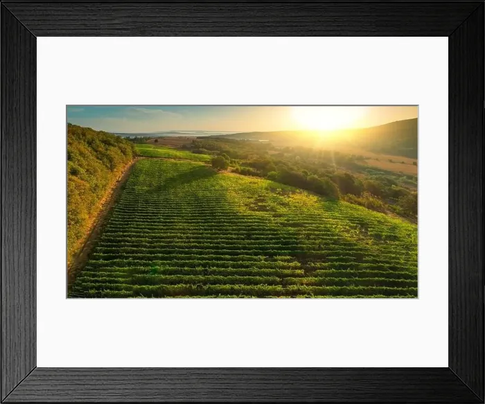 Framed Print : Vineyard agricultural fields in the countryside, beautiful aerial landscape during sunrise Framed Print : Vineyard agricultural fields in the countryside, beautiful aerial landscape during sunrise