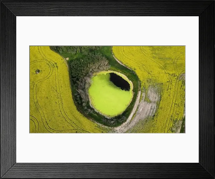 Framed Print : Drone view: Vibrant Saskatchewan canola field with a circular yellow water body Framed Print : Drone view: Vibrant Saskatchewan canola field with a circular yellow water body