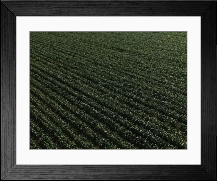 Framed Print : Scenes over a growing cornfield, in West Sussex, UK Framed Print : Scenes over a growing cornfield, in West Sussex, UK